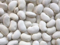Kidney Bean Seeds - California White Variety - Organic Planting Seeds - Phaseolus vulgaris