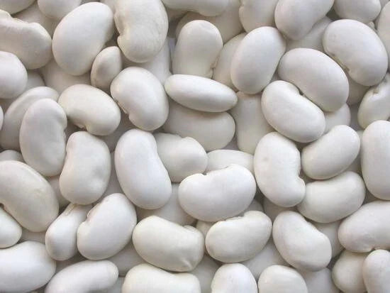 Kidney Bean Seeds - California White Variety - Organic Planting Seeds - Phaseolus vulgaris