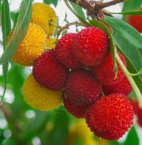 Strawberry Tree Seeds, Rare Exotic Fruit, Arbutus Unedo, Madroño, Flowering Plant, 1 Pack