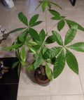 Money Tree Live Plant 6” Pot, Green Foliage, Pachira aquatica - Indoor Houseplant for Feng Shui and Good Luck