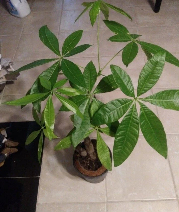 Money Tree Live Plant 6” Pot, Green Foliage, Pachira aquatica - Indoor Houseplant for Feng Shui and Good Luck