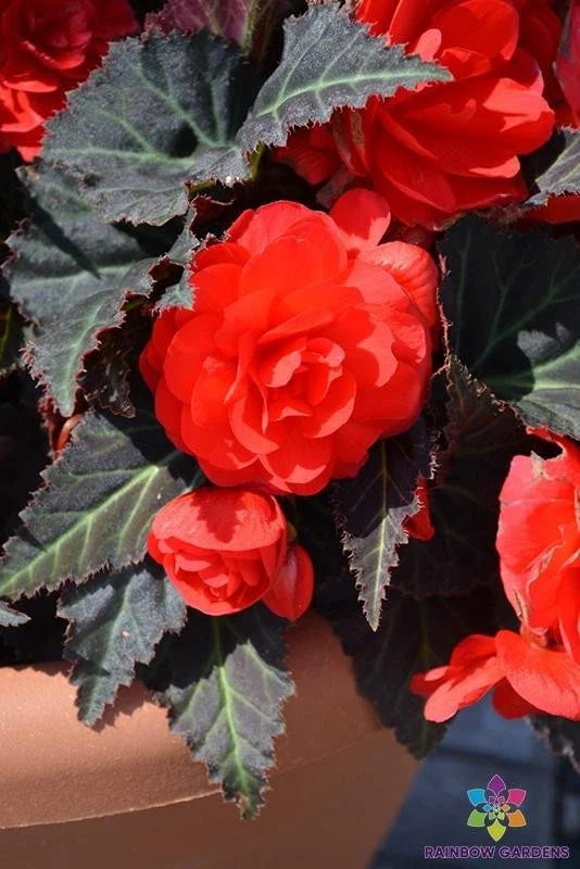 Mocca Cherry Begonia Seeds - 25+ Seeds for Garden Planting - Begonia 'Mocca Cherry' - USA Grown