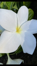 Hawaiian Fiddle Leaf Plumeria Plant #8, Fragrant, Tropical Foliage, Plumeria pudica