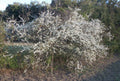 Wild Plum Tree Live Plant Set of 2, 18+ Inches, Prunus spp., 2-3 Years Old