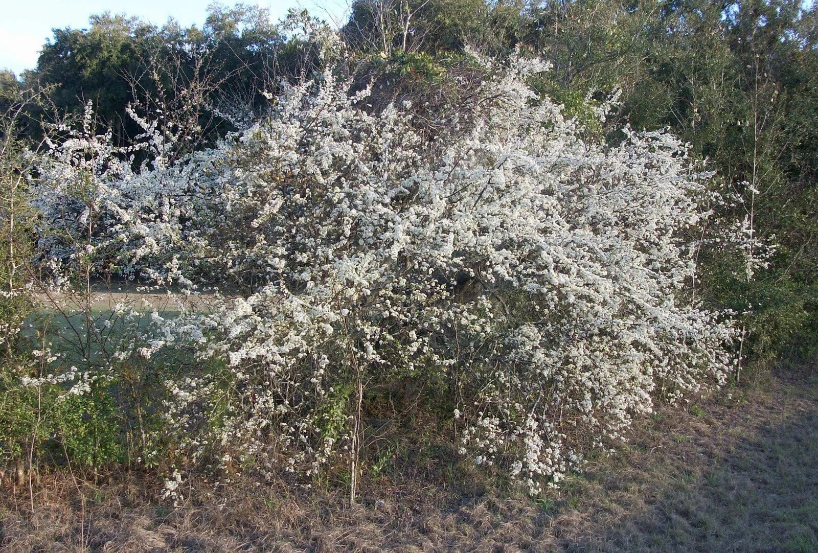 Wild Plum Tree Live Plant Set of 2, 18+ Inches, Prunus spp., 2-3 Years Old