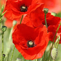 Red Corn Poppy Flower Seeds 1000+ Annual, Flanders Field, Papaver rhoeas, Garden Seeds, Free Shipping
