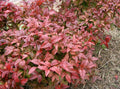 Heavenly Bamboo Seeds - 20 Pack Nandina domestica for Landscaping, Garden, and Privacy Screens