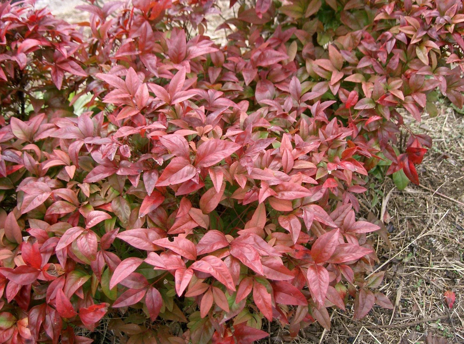 Heavenly Bamboo Seeds - 20 Pack Nandina domestica for Landscaping, Garden, and Privacy Screens