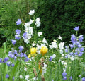 Peach Leaf Bellflower Seeds, 500 Count, Blue and White Mix, Campanula persicifolia