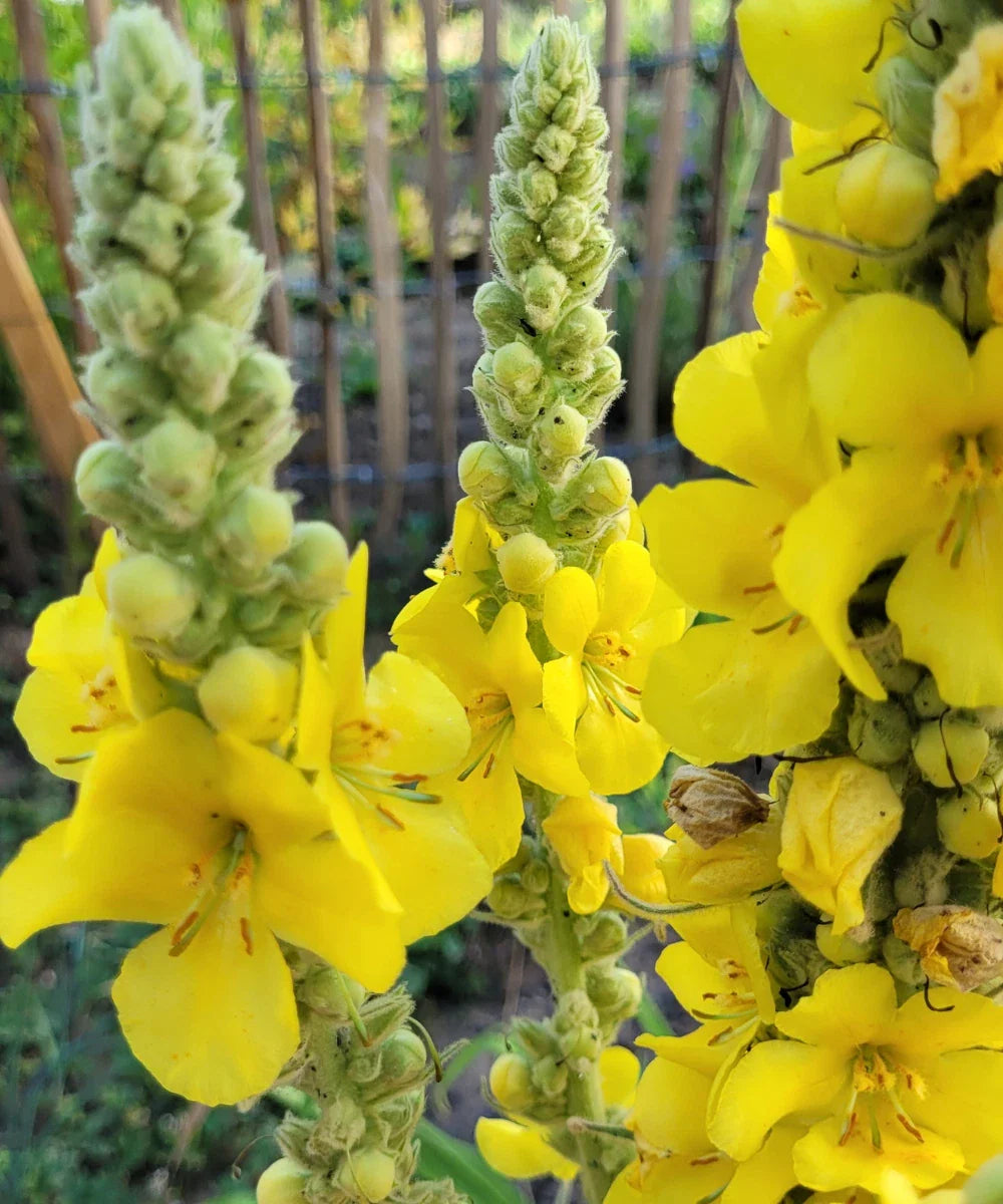 Yellow Moth Mullein Seeds - Biannual Wildflower - Verbascum blattaria