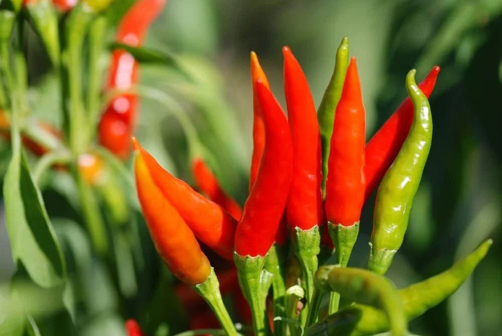 Tabasco Hot Pepper Seeds - 100 Count - Spicy Variety - Capsicum frutescens