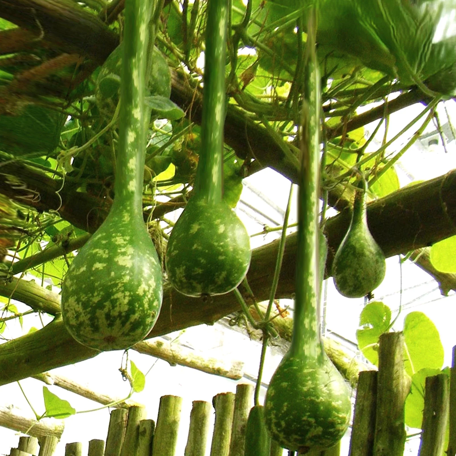 Long-Handled Dipper Gourd Seeds - Ornamental Variety for 2025 Planting - Lagenaria siceraria