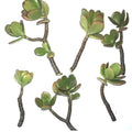 Jade Succulent Cuttings 2/ea Fresh | Fast Growing, Easy to Root | Crassula ovata