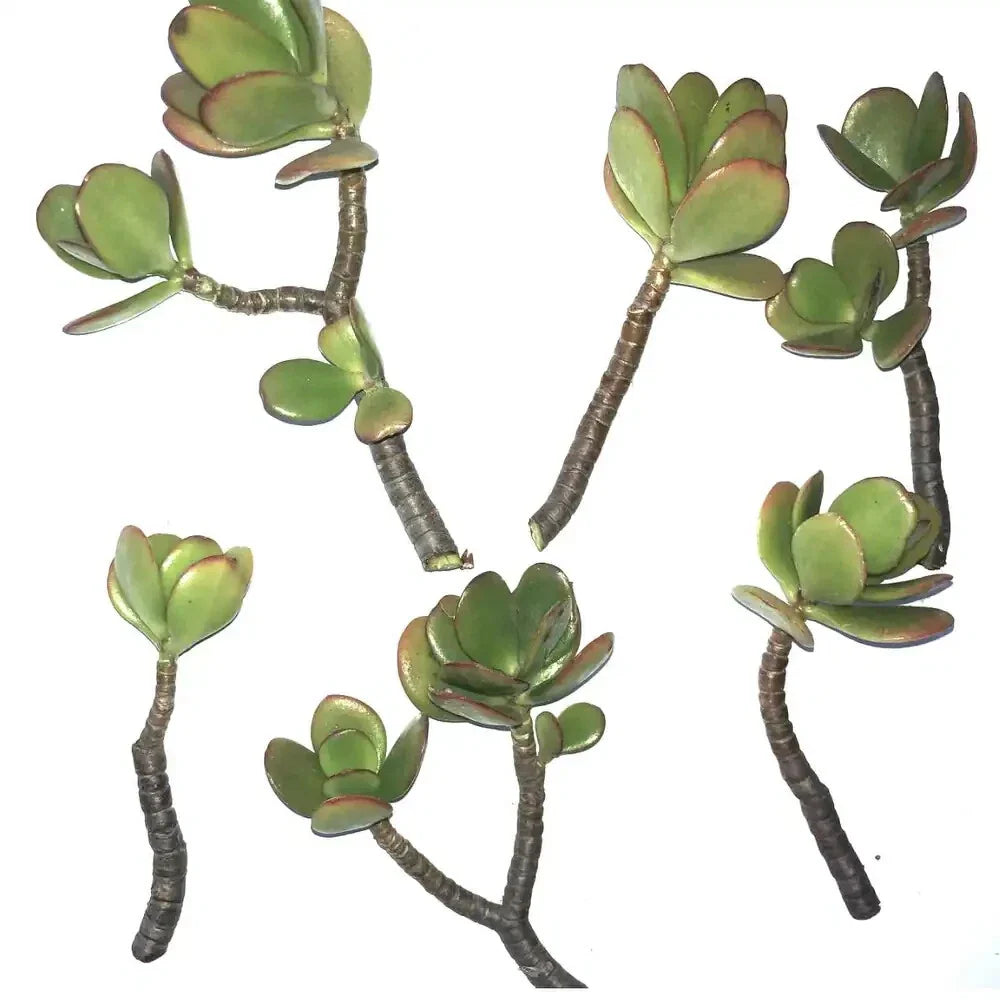 Jade Succulent Cuttings 2/ea Fresh | Fast Growing, Easy to Root | Crassula ovata
