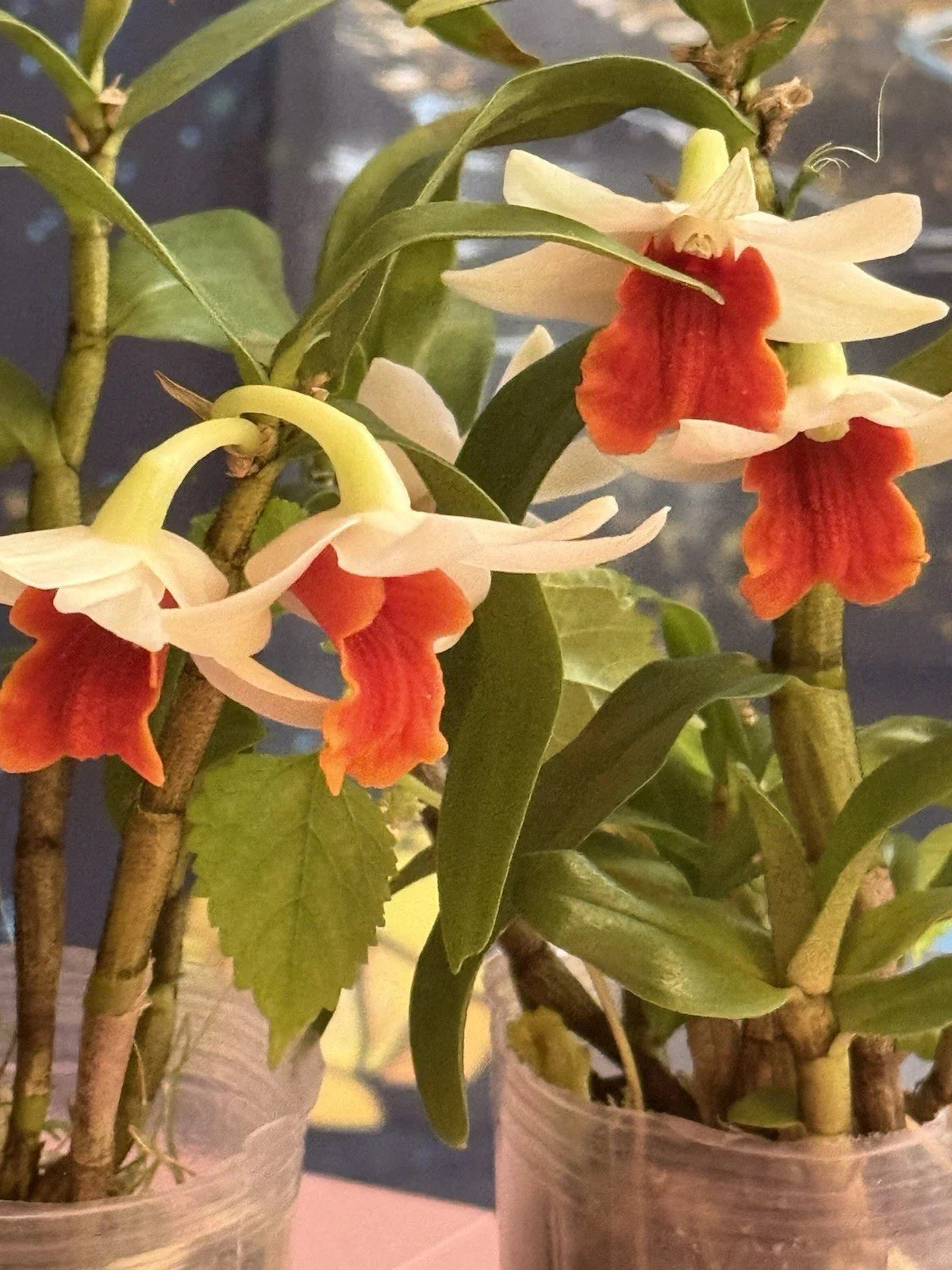 Orchid Plant 2 Rooted Short Stem Frosty Dawn (Dendrobium)