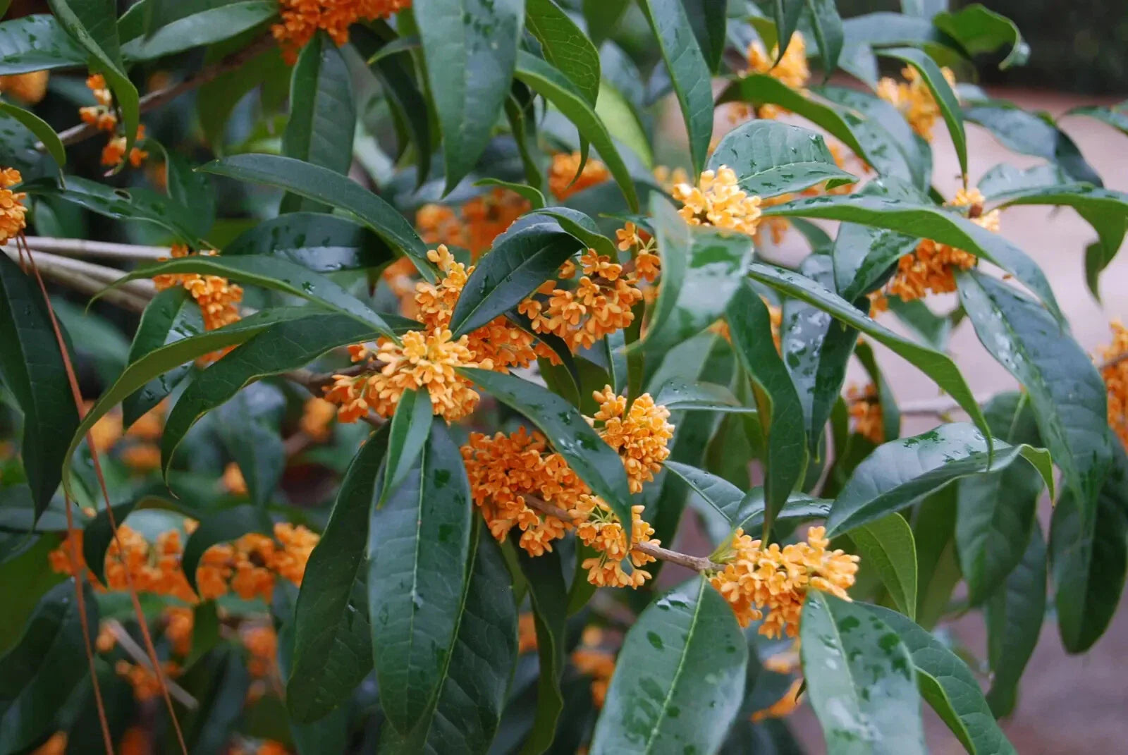 Fragrant Tea Sweet Olive Starter Plant - APRICOT ECHO Osmanthus fragrans - Rooted Plant for Garden or Home