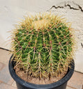 Echinocactus Grusonii x Ferocactus Gracilis Hybrid Barrel Cactus Live Plant - Unique Succulent for Indoor or Outdoor Decor