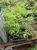 American Elderberry Tree Live Plant - Fully Rooted Sambucus canadensis - Edible Berries, Native Perennial