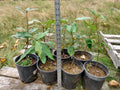 LIVE Black Cottonwood Tree 1-2 Feet Bare Root Fast Growing Bonsai (Populus trichocarpa) - Ideal for Planting or Bonsai Cultivation