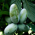 Paw Paw Fruit Tree Seeds - Stratified, Hardy Indian Banana - Asimina Triloba