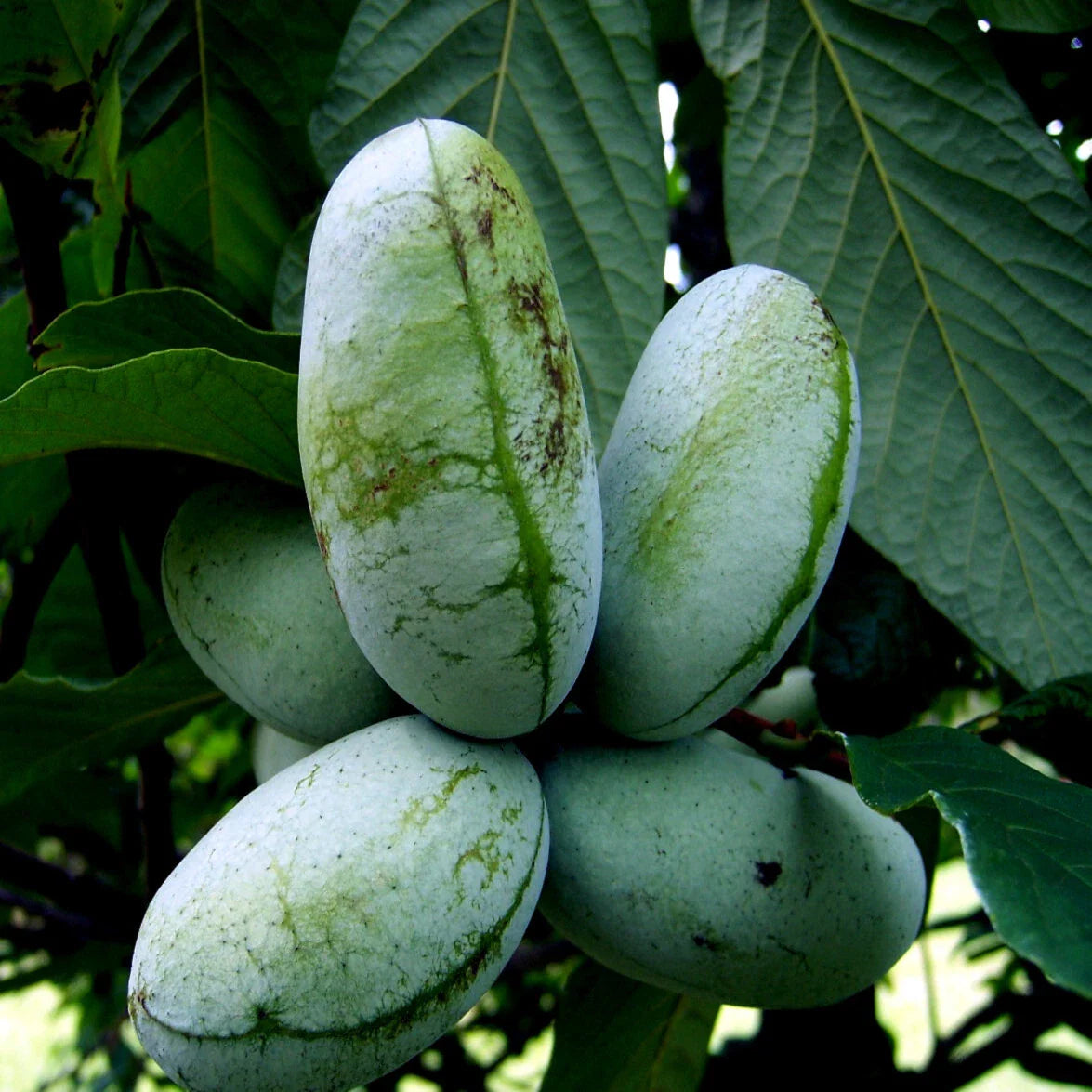 Paw Paw Fruit Tree Seeds - Stratified, Hardy Indian Banana - Asimina Triloba
