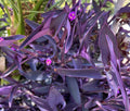 5 Cuttings Purple Heart Wandering Jew Tradescantia Pallida Live Plants 4"-6" No Roots No Soil No Pots
