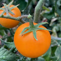 Orange Cherry Tomato Seeds - 10+ Heirloom, Non-GMO, Organic - Solanum lycopersicum