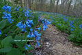 Virginia Bluebells Bulbs - 10 Roots Mertensia virginica - Perennial Spring Flowers for Planting in Fall