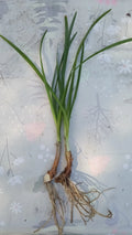 2 Rooted Society Garlic Plants – Tulbaghia Violacea – Fragrant Flowers, Edible Leaves, Easy Landscape Perennial