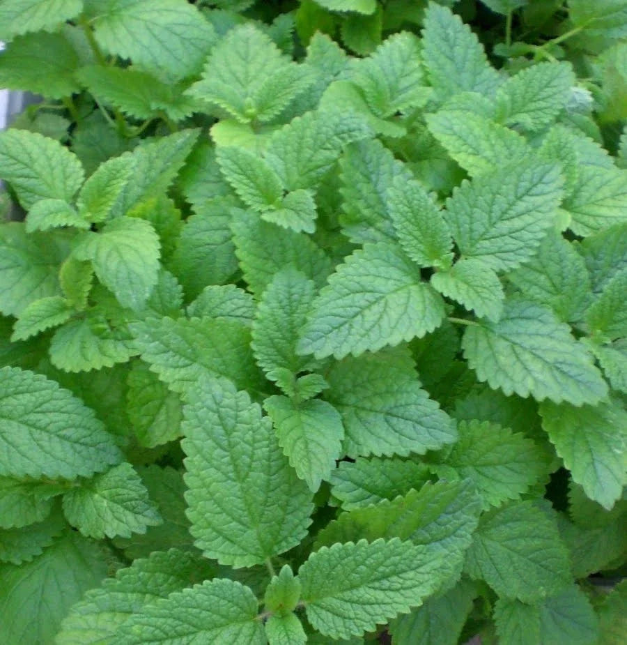 LEMON BALM SEEDS 1000 COUNT - Medicinal Herb for Aromatherapy - Melissa officinalis