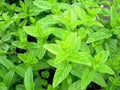 Spearmint Seeds 100 Count Organic Mentha Spicata Medicinal Herb Plant for Tea