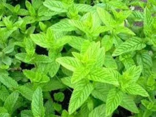 Spearmint Seeds 100 Count Organic Mentha Spicata Medicinal Herb Plant for Tea