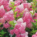Dark Strawberry Hydrangea Seeds - 5 Perennial Hardy Flower Seeds - Hydrangea macrophylla