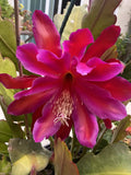 Rare Epiphyllum Fuchsia Orchid Cactus Cuttings - 5" to 8" - Unique Succulent Plant for Home Garden, Exotic Variety