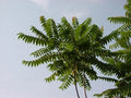 Tree of Heaven Seeds - 20 Pack, Ailanthus Altissima, Ideal for Bonsai and Outdoor Planting