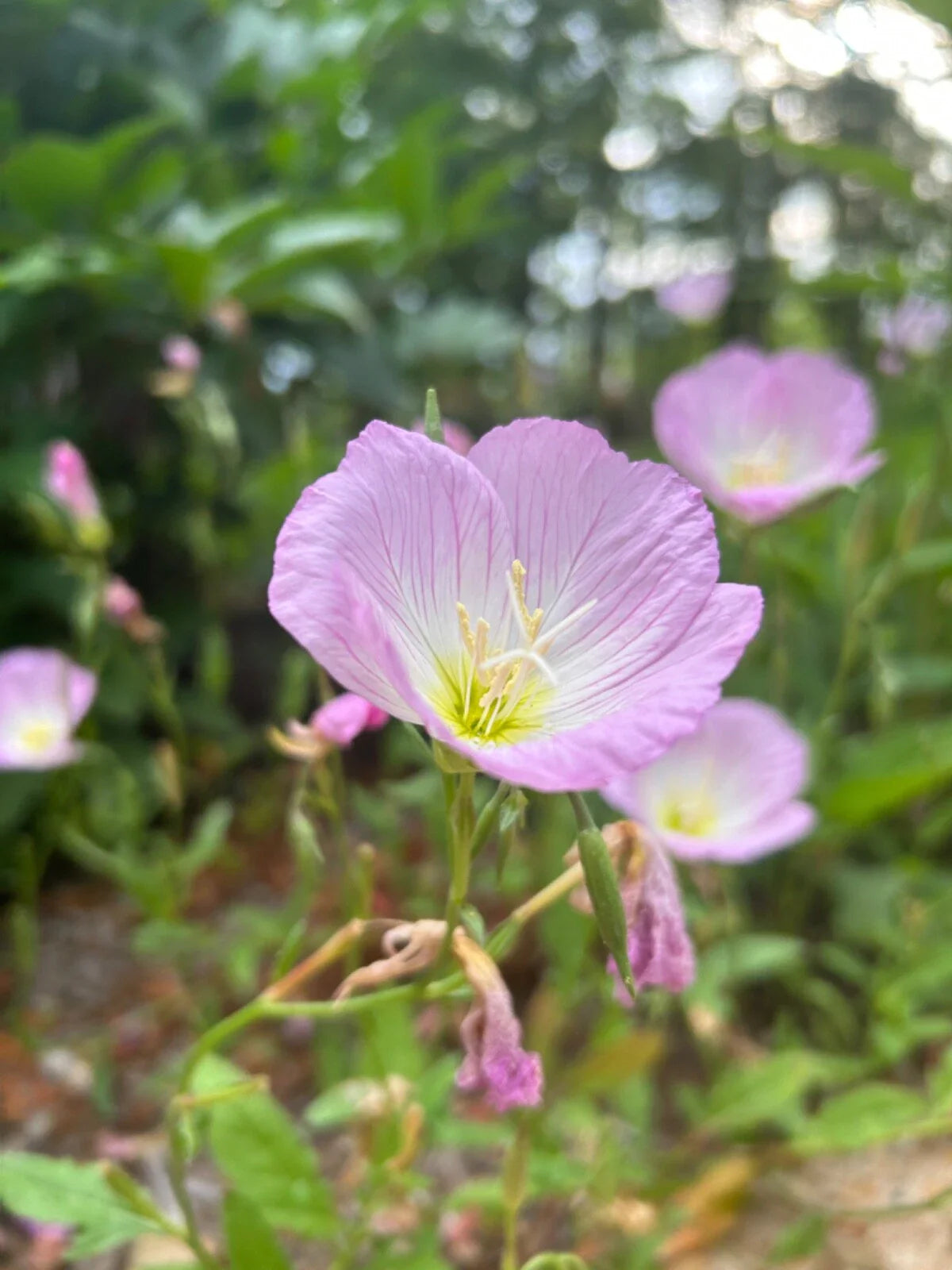Pink Evening Primrose Bare Root Plant - Perennial Live Flowering Plant (Oenothera biennis) - 10+ Organic Transplants
