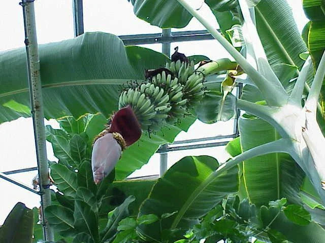 Musa 'Gran Nain' Banana Tree Live Plant - Tropical Fruit Plant - Indoor/Outdoor Gardening