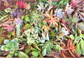 Large Succulent Cuttings – 50 Varieties, 2+ lbs – Assorted Succulents for Planting and Decoration – Ideal for Gardens and Crafts