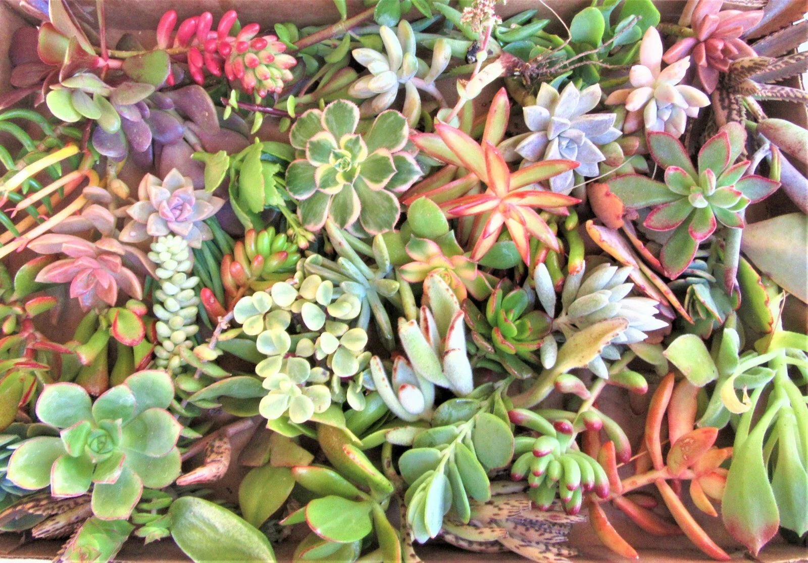 Large Succulent Cuttings – 50 Varieties, 2+ lbs – Assorted Succulents for Planting and Decoration – Ideal for Gardens and Crafts
