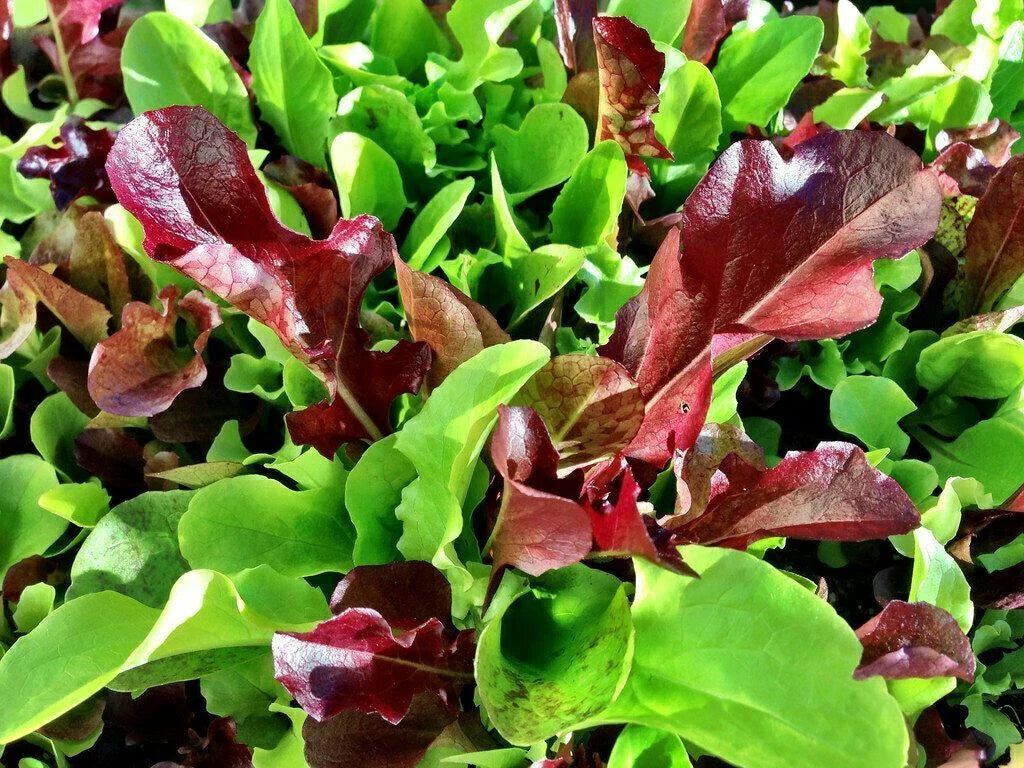 Mesclun Mix Seeds 500 | Lettuce, Mustard, Tatsoi, Mizuna, Kale, Arugula | Diverse Salad Greens Mix
