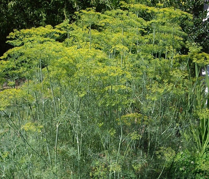 Dill Seeds - 100/500/2000 Pack - Long Island Mammoth Variety - Anethum graveolens - Fresh Fragrant Aroma