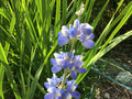 Lupine Seeds 15 Count - Sky Blue Variety - Lupinus polyphyllus