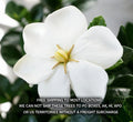 Gardenia Plant - 2 Year Old - Highly Fragrant Flowers - Gardenia Jasminoides 'Kleim's Hardy'