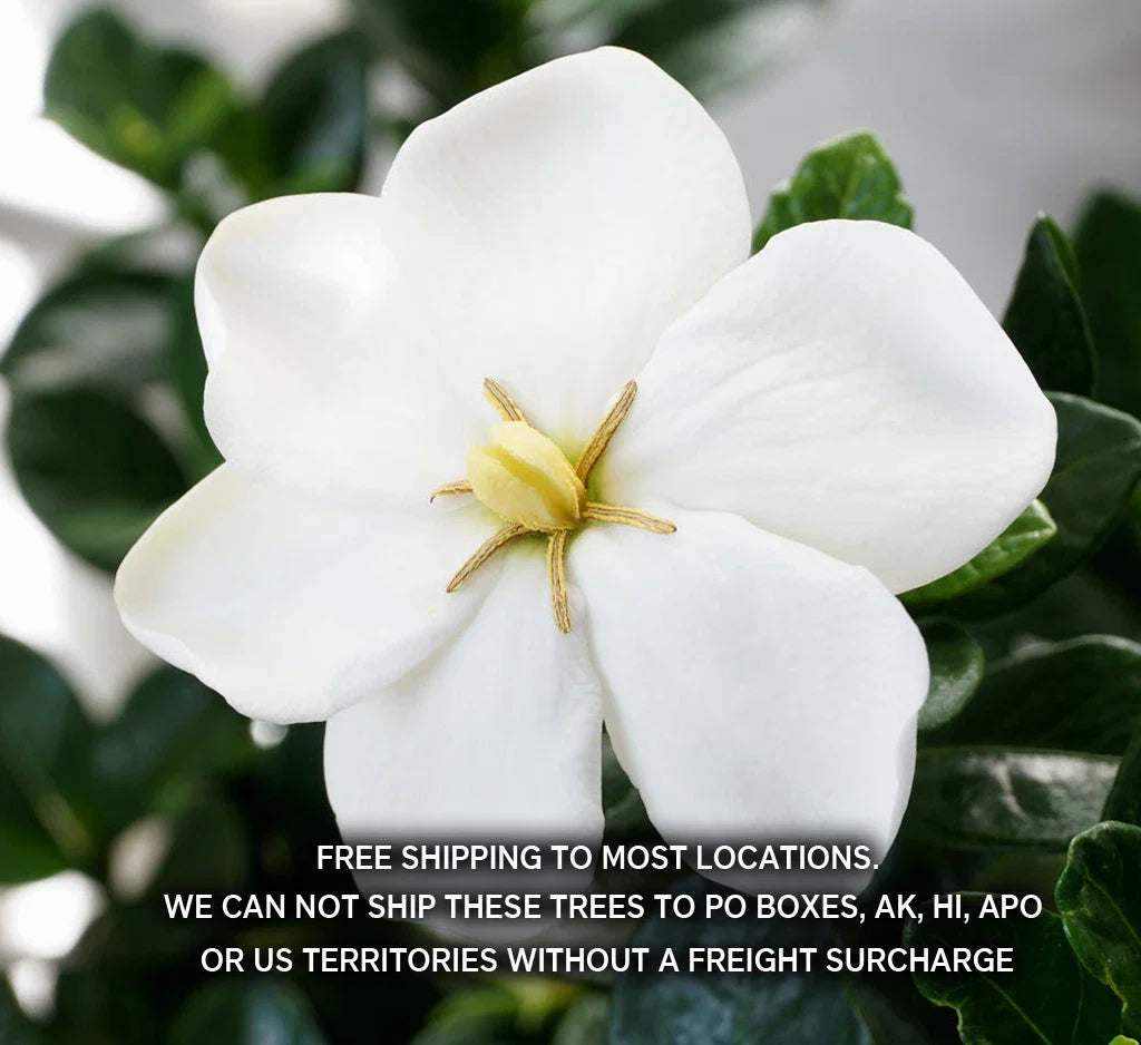 Gardenia Plant - 2 Year Old - Highly Fragrant Flowers - Gardenia Jasminoides 'Kleim's Hardy'