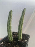 Kleiniia senecio stepiliformis Succulent Pickle Plant 2 Rooted Cuttings 3-4” Tall in 2” Pot