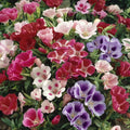 Godetia Seeds 50 Pack - Clarkia Elegans - Colorful Annual Wildflower Garden Seeds