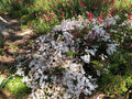 Organic Live Pink Jasmine Cuttings - Polyanthum Variety - USA Grown