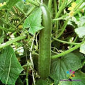 Cucumber Seeds - 25+ Pack - Green Finger Variety - Cucumis sativus - USA Grown, Free Shipping