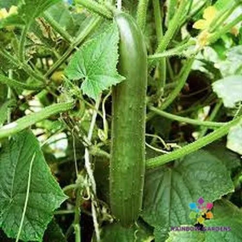 Cucumber Seeds - 25+ Pack - Green Finger Variety - Cucumis sativus - USA Grown, Free Shipping
