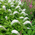 Gooseneck Loosestrife Perennial Plants - 12 Live Well Rooted - Lysimachia clethroides